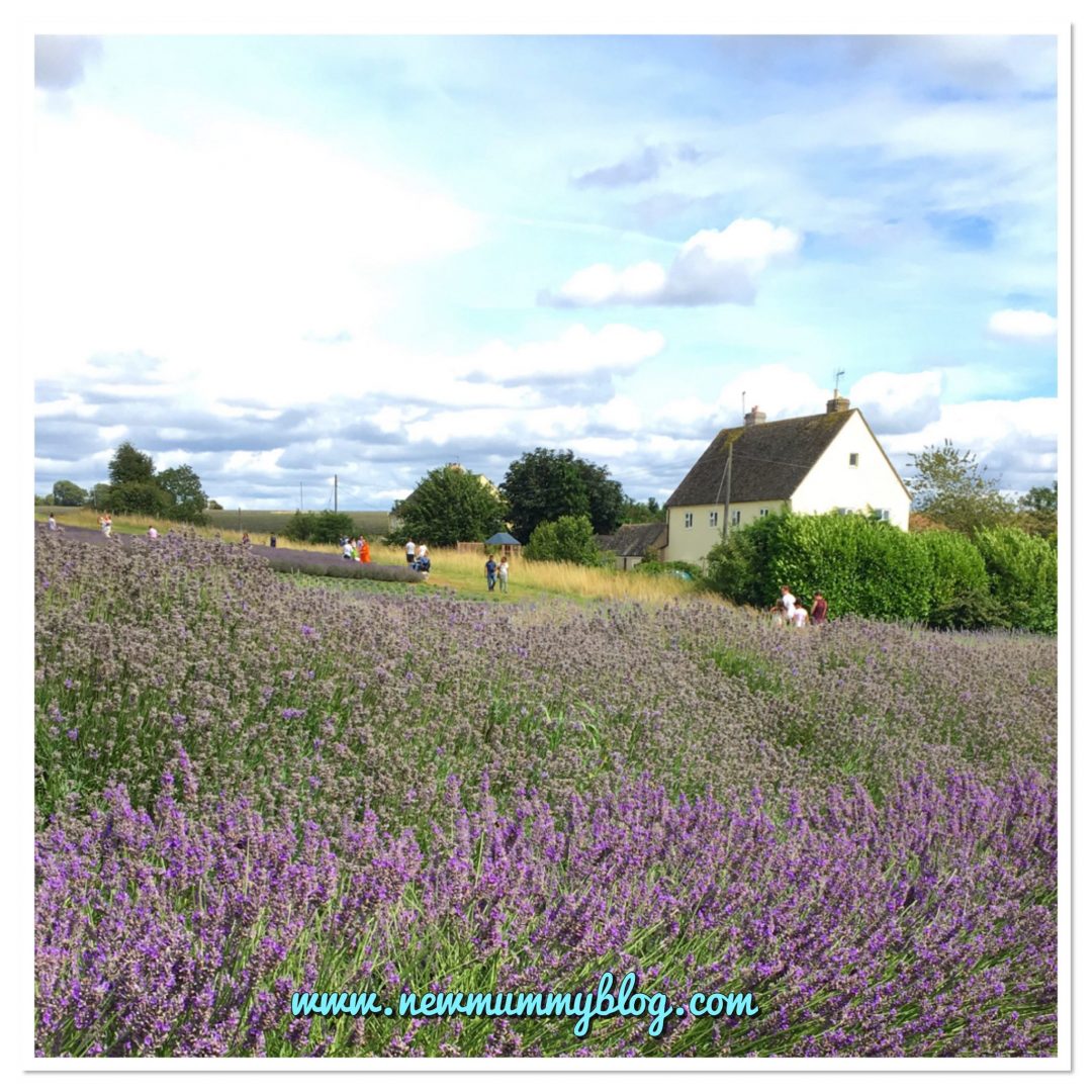 Visit Cotswold Lavender fields, Worcestershire reviews family days out 