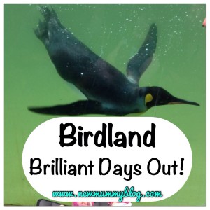 Birdland Bourton on the Water Gloucestershire family days out 
