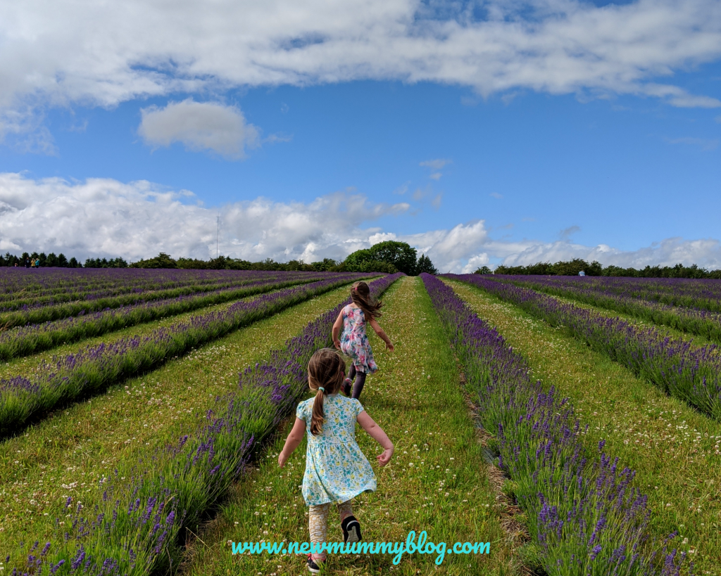 Girls running though new lavender at Cotswold Lavender Farm, Broadway, Evesham, Worcestershire