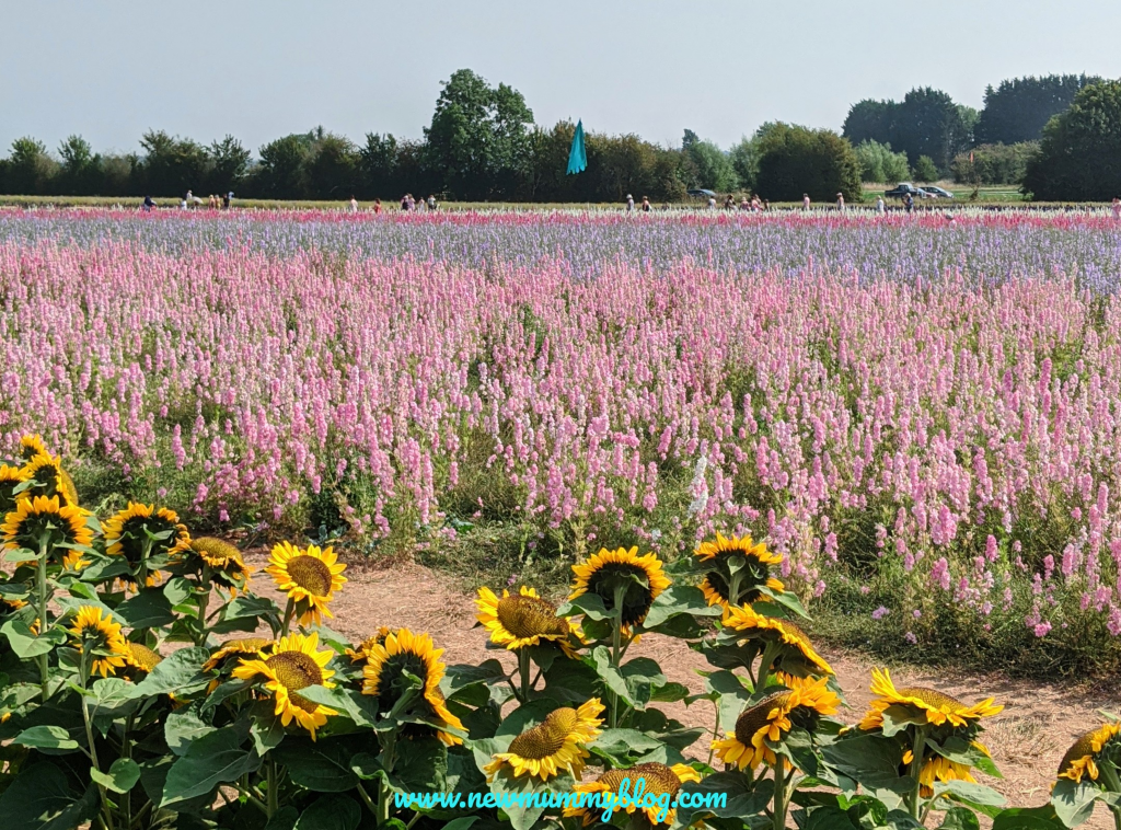 Sunflowers and delphiniums on a day out at the Confetti Flower Field, Wick, Pershore, Worcestershire near Evesham. August 2020.