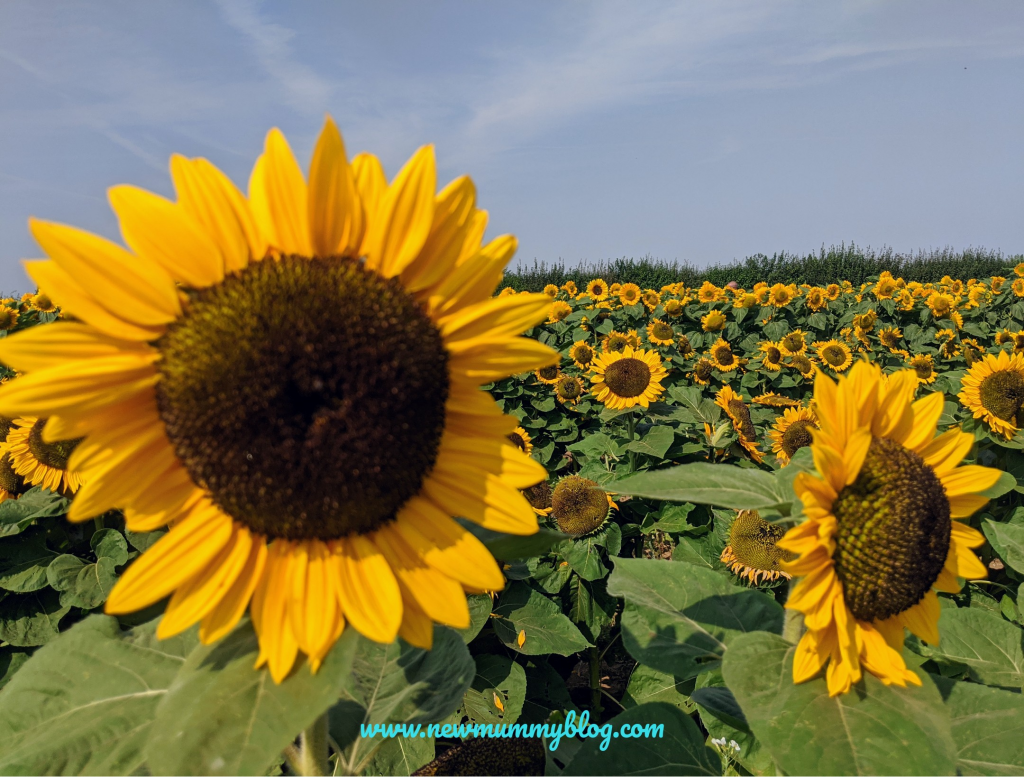 Sunflowers at the Confetti Flower Field, Wick, Pershore, Worcestershire near Evesham. August 2020 social distancing post lockdown. 