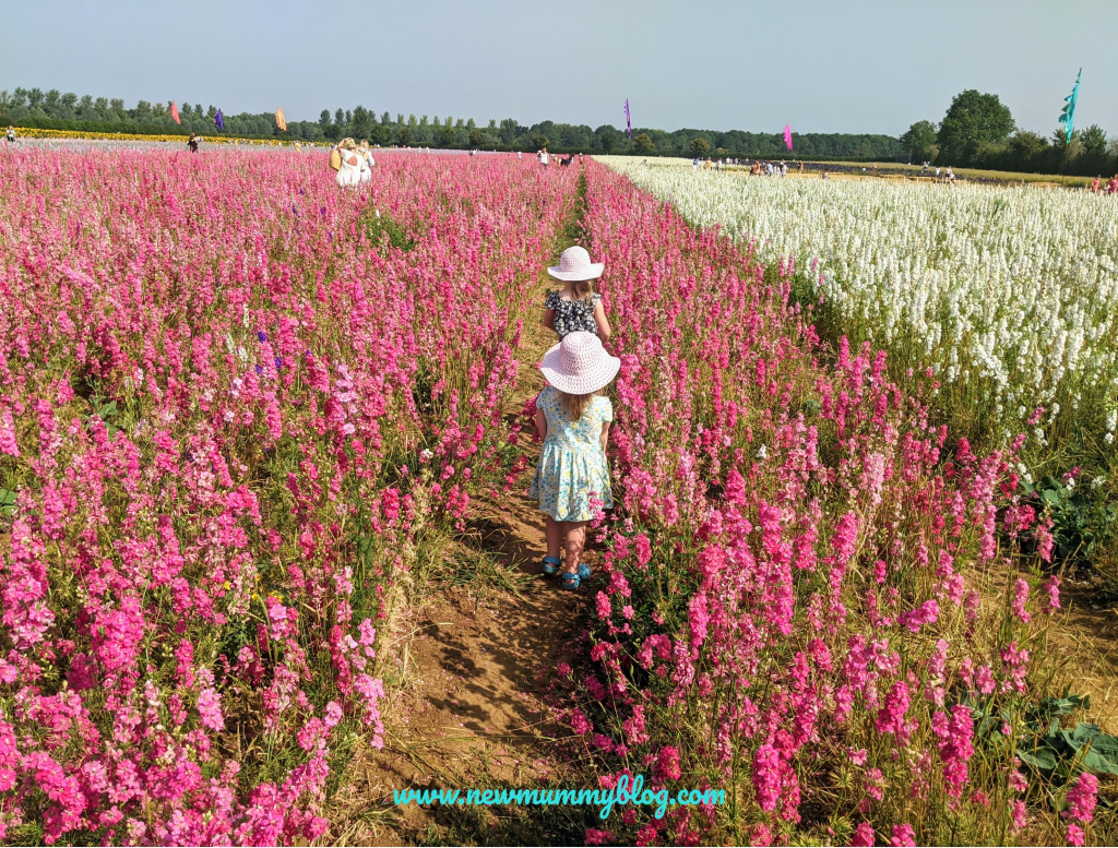 Visiting the Confetti Flower Field, Wick, Pershore, Worcestershire near Evesham. August 2020 social distancing post lockdown. Pink and white delphiniums with daughters