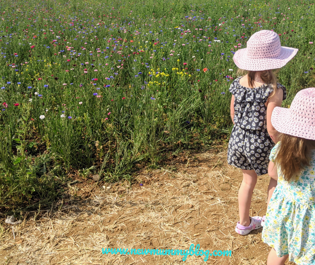 Wildflowers at the Confetti Flower field Wick