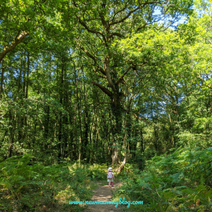 Wenchford Picnic site forest of Dean fun family days out with kids