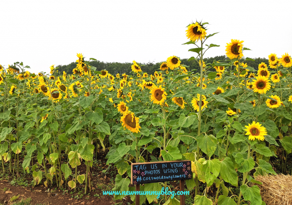 Sunflowers at Cotswold Farm Park - August 2020