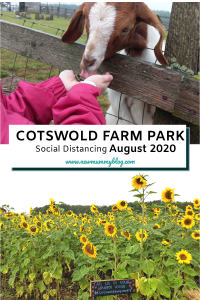 Cotswold Farm Park fun day out near Cheltenham with Sunflower field in August! 