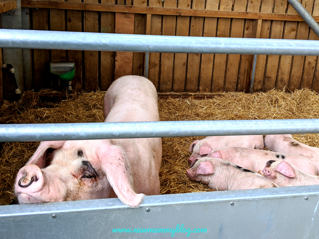 Pigs and piglets at Cotswold Farm Park 