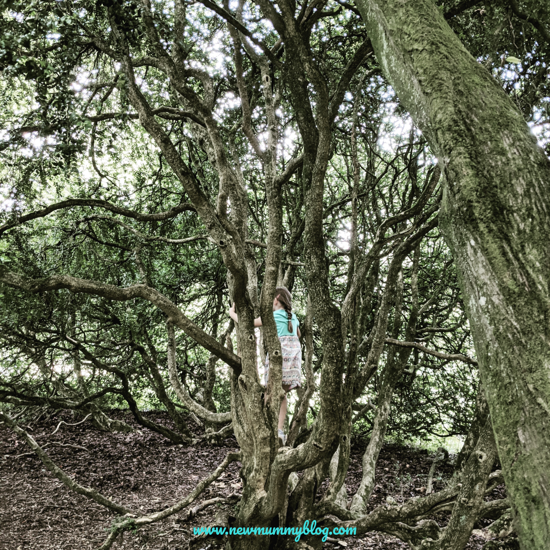 Westonbirt review post-lockdown tree climbing family days out near Cheltenham Gloucestershire 