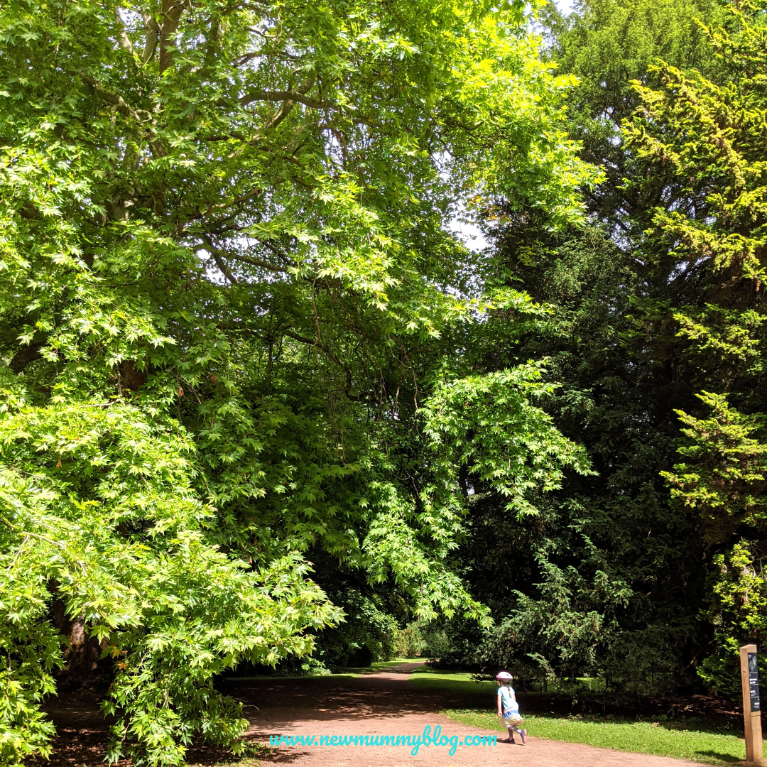 Westonbirt Arboretum review post-lockdown family days out near Cheltenham Gloucestershire 