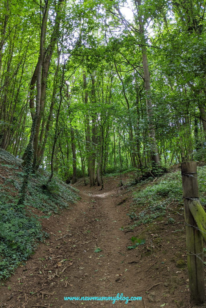 Local Family Walks near Cheltenham Gloucestershire. Days out and fun things to do with the kids near Cheltenham. Woodland with rough path uphill near the Bela's Knap parking area. 